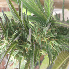 Banana Punch Auto
