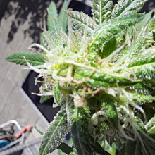 Wedding Cake Auto