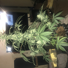 Shiva Skunk Auto