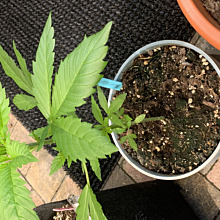 CBD Blueberry