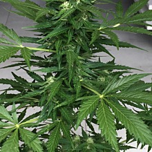 Sugar Black Rose Auto