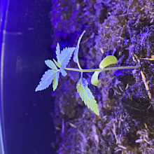 Critical Orange Punch