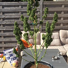 Bubble Kush Automatic