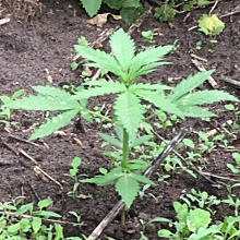 Super Lemon Haze Auto