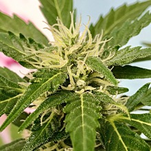 White Widow Auto