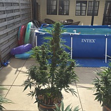 Bubble Kush Automatic