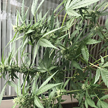 Polar Express Autoflower