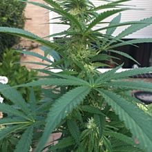Jamaican Dream