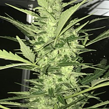 White Widow Auto