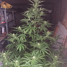 Jamaican Dream