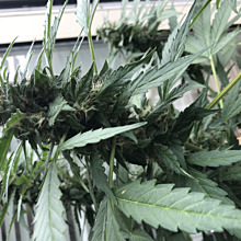 Polar Express Autoflower