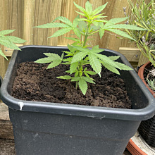 Dutch Blue Automatic