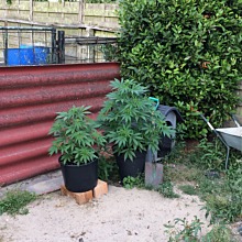 Amnesia Haze Automatic