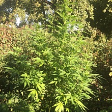 Lemon Shining Silver Haze