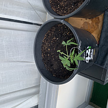 Amnesia Zkittlez Auto