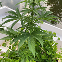 Super Lemon Haze Auto