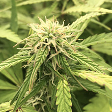 Greengo Bio Haze Auto