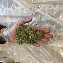 Jamaican Dream