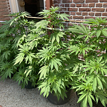 Royal Cheese Automatic