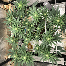 Kera California Nugget