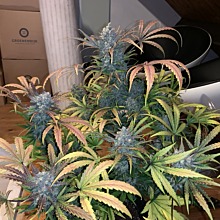 Pineapple Express Auto