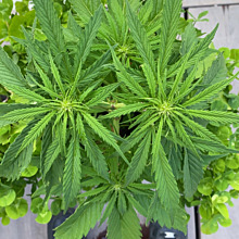 Super Lemon Haze Auto