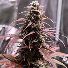Fruit Punch Auto