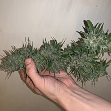 Pineapple Express Auto