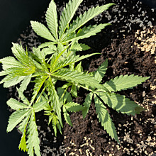 Strawberry Mango Haze