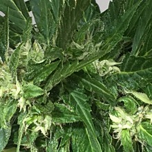 Sugar Black Rose Auto