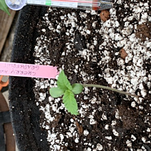 Cherry Grapefruit Auto