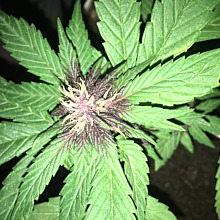 Auto Blackberry Moonrocks