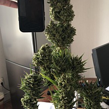 Blueberry Bliss Auto