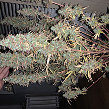 Polar Express Autoflower