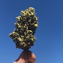 Blueberry Bliss Auto