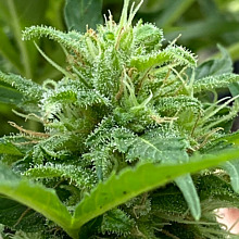 Auto Critical Orange Punch