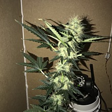 Northern Light Auto