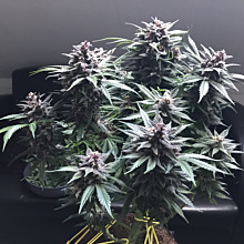 Strawberry Pie Auto