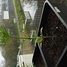 American Stafford Auto