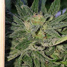 Auto Grapefruit Haze