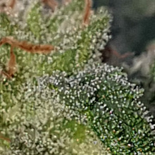 Auto Grapefruit Haze