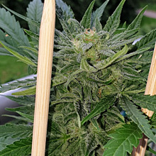 Auto Grapefruit Haze