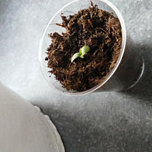 White Widow Automatic