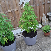 BCN Critical XXL Auto