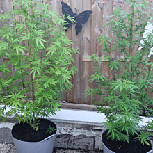 BCN Critical XXL Auto