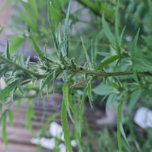 BCN Critical XXL Auto