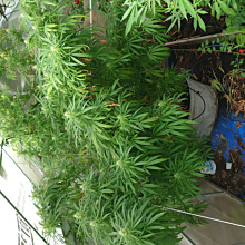 CBD Auto White Widow