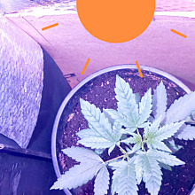 Blackberry Moonrocks