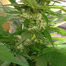 Bubblegum Auto