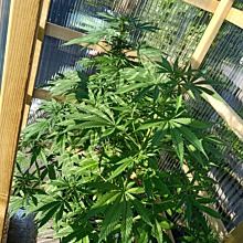 Super Skunk